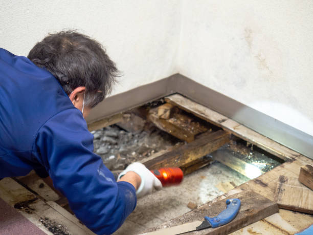 Trusted Veedersburg, IN Mold Removal Experts