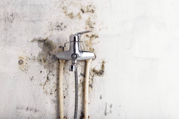 Best Mold Removal Specialists  in Veedersburg, IN