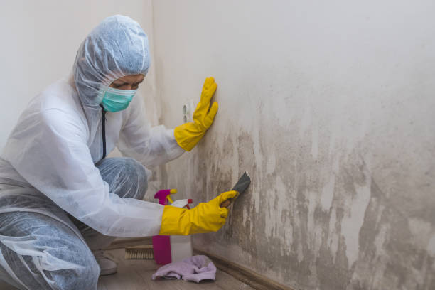 Best Certified Mold Removal  in Veedersburg, IN