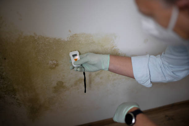 Best Best Mold Removal Companies  in Veedersburg, IN