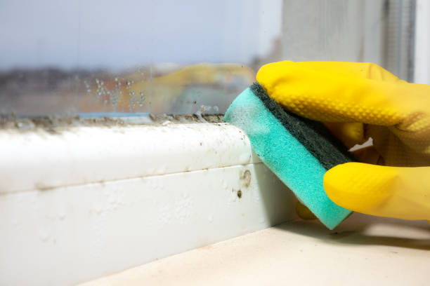 Best Local Mold Removal Service  in Veedersburg, IN