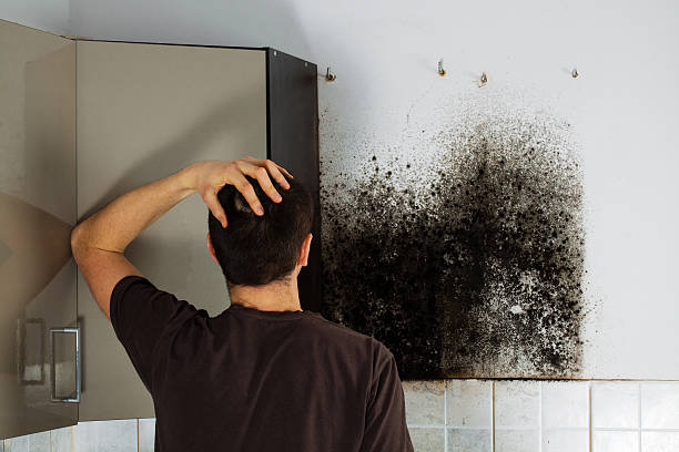 Best Crawl Space Mold Removal  in Veedersburg, IN